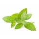 Spearmint pure and natural essential oil SP92060 1 KG