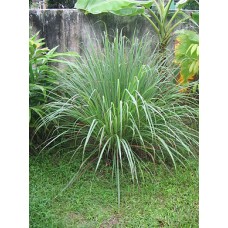 Citronella 9321/B 1 KG