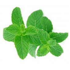 Mint pure and natural essential oil ME88810 1 KG