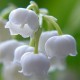 LIly of the valley 2433 1 KG