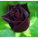 Black Rose 61459 1 KG