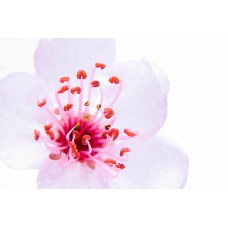 Sakura Flower 80199/D 1 KG