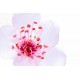 Sakura Flower 80199/D 1 KG