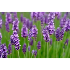 Lavender 21407/C 1 KG