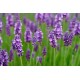 Lavender 9196/R 1 KG