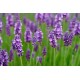 Lavender 21407/C 1 KG