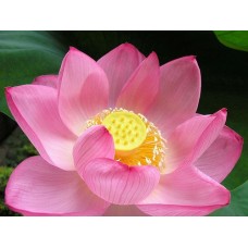 Lotus and Neroli flower 35453 1 KG